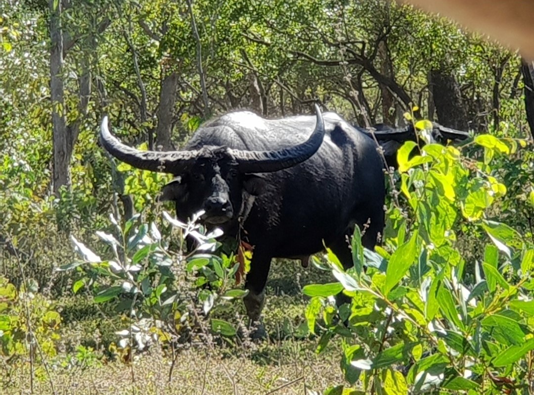 Buffalo