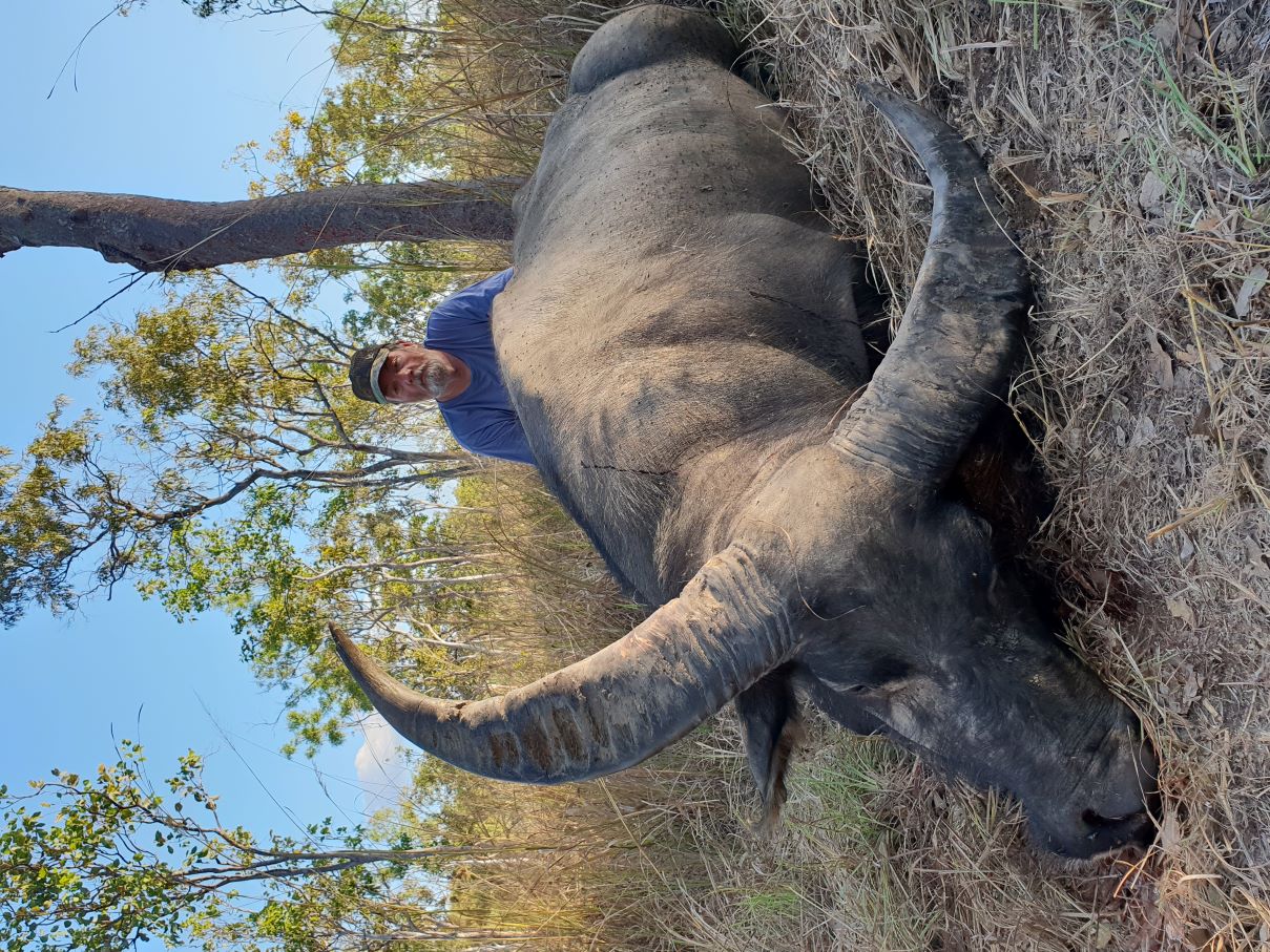 Buffalo