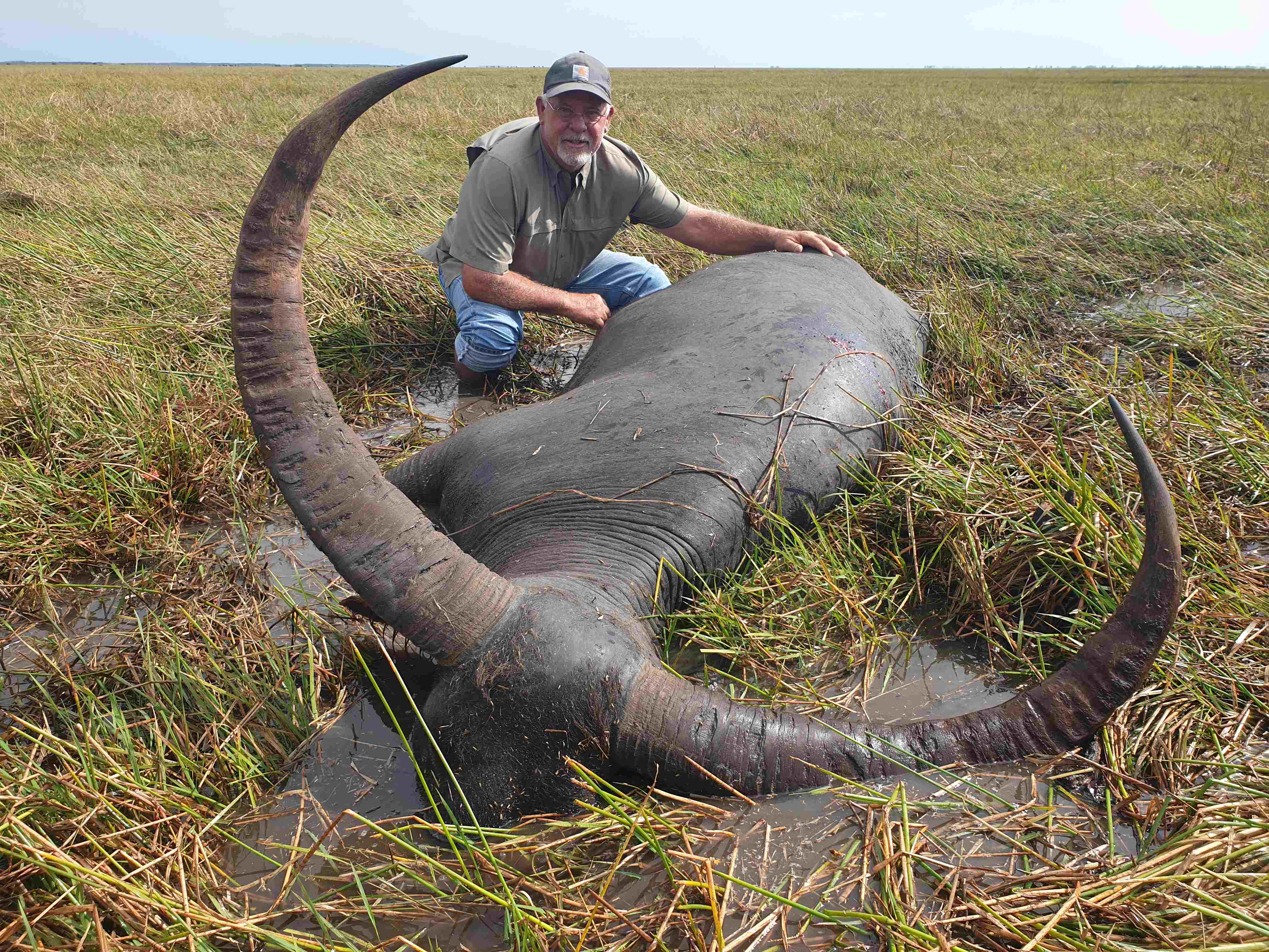 Buffalo