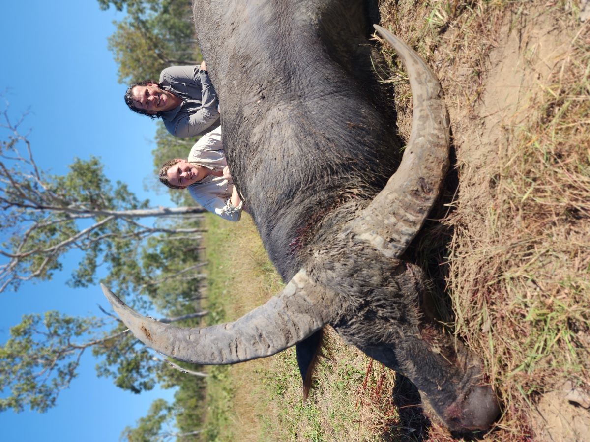 Buffalo