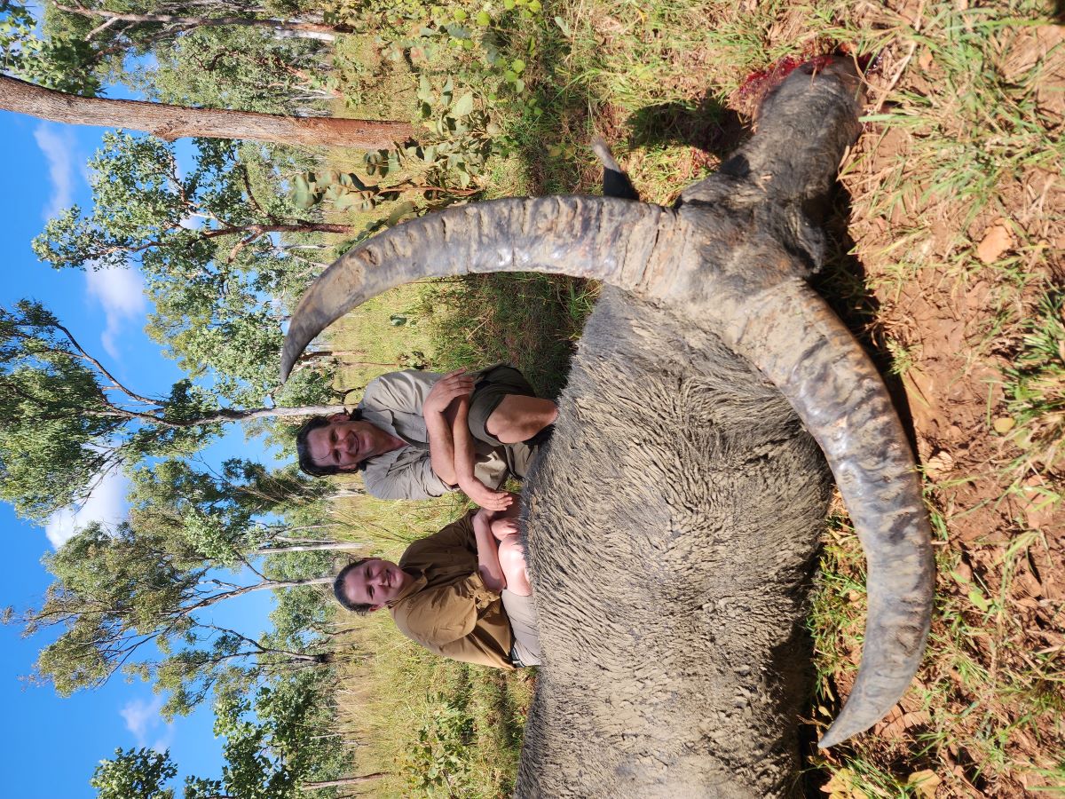 Buffalo