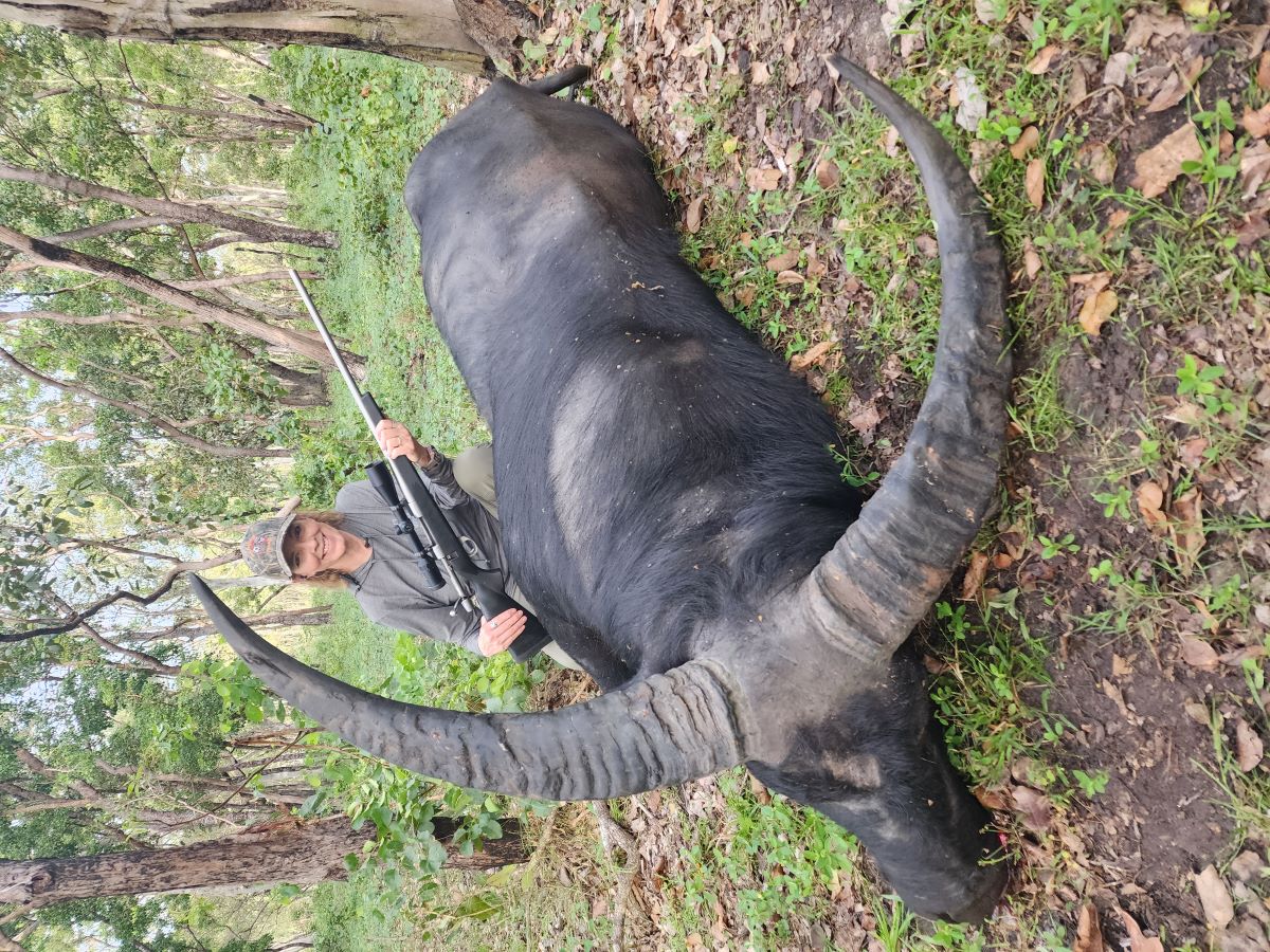 Buffalo