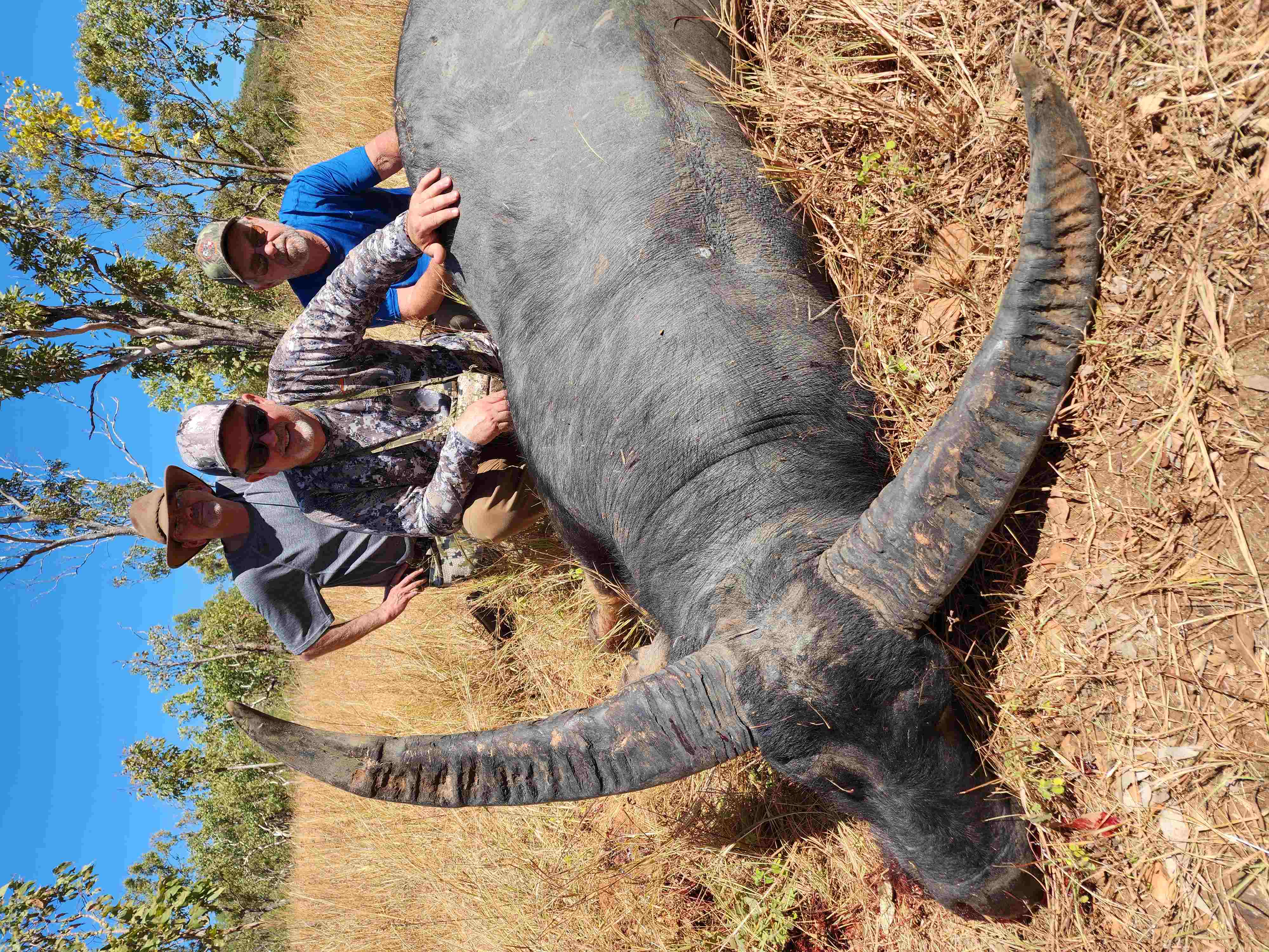 Buffalo