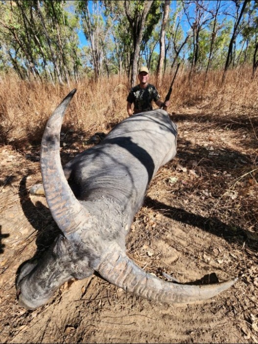 Buffalo