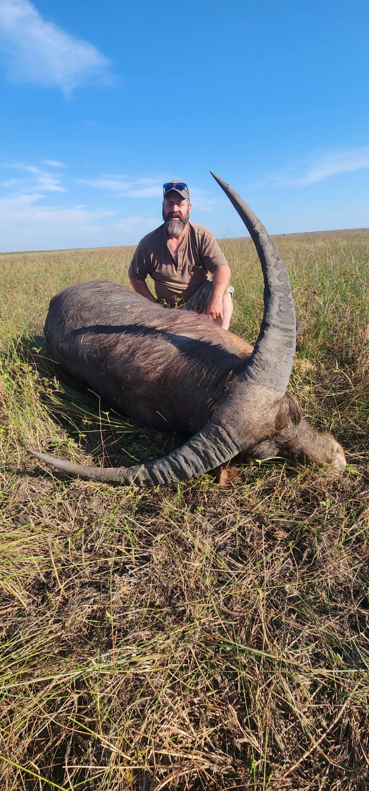 Buffalo