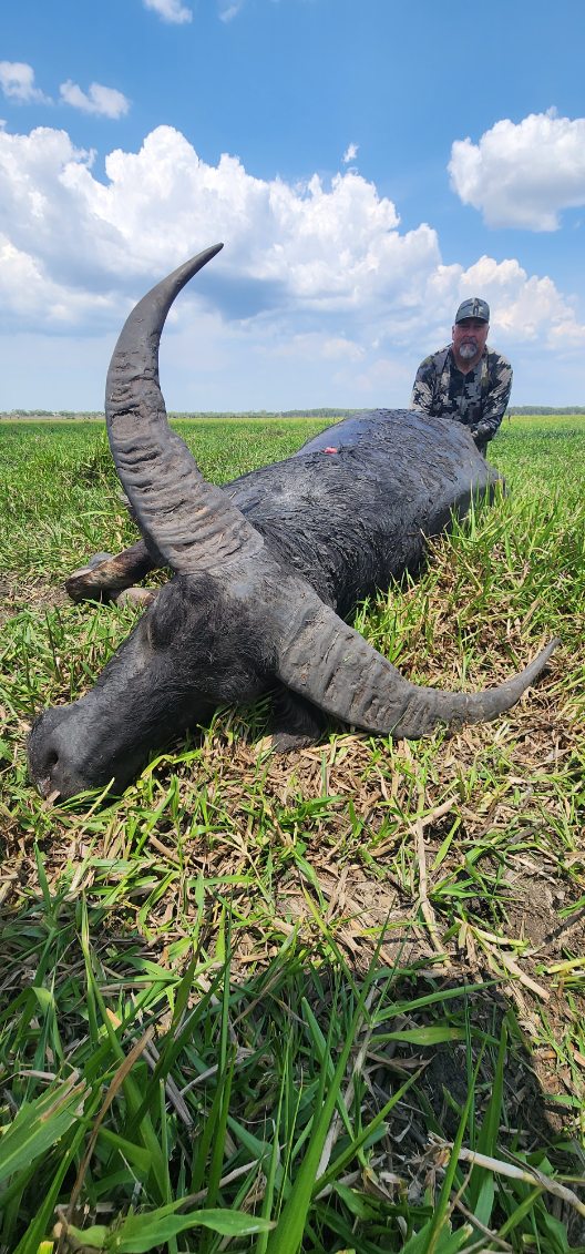 Buffalo