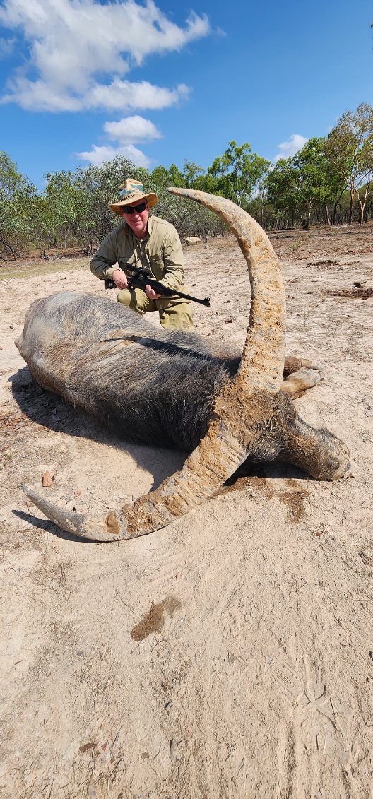 Buffalo