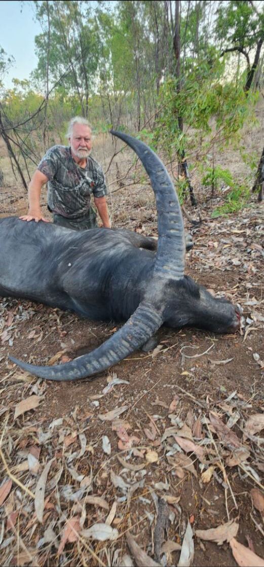 Buffalo