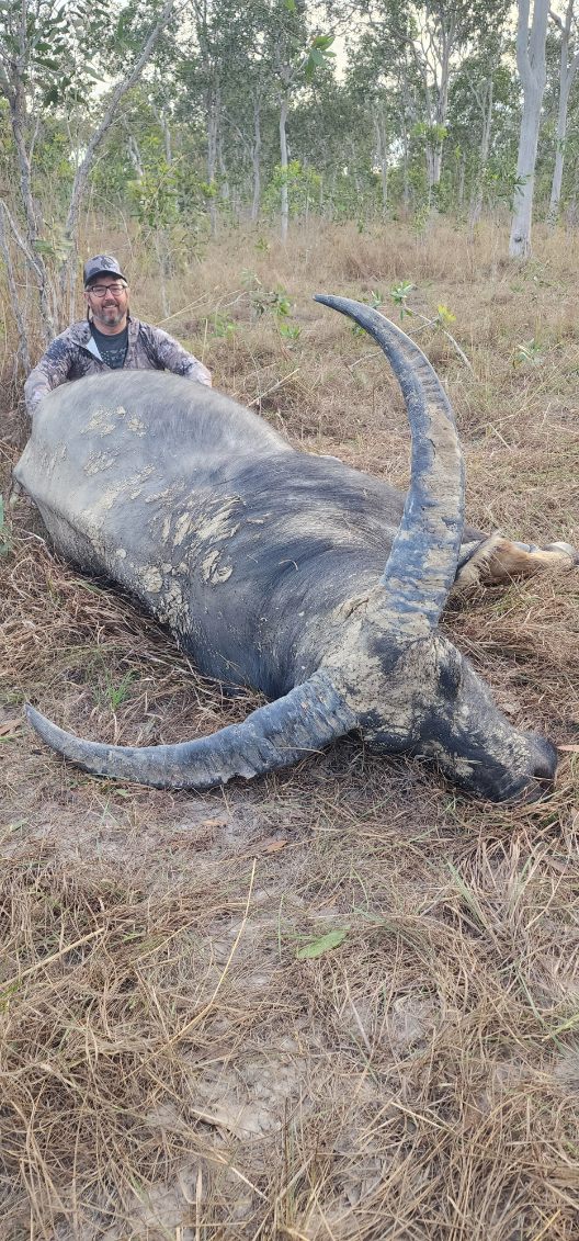 Buffalo