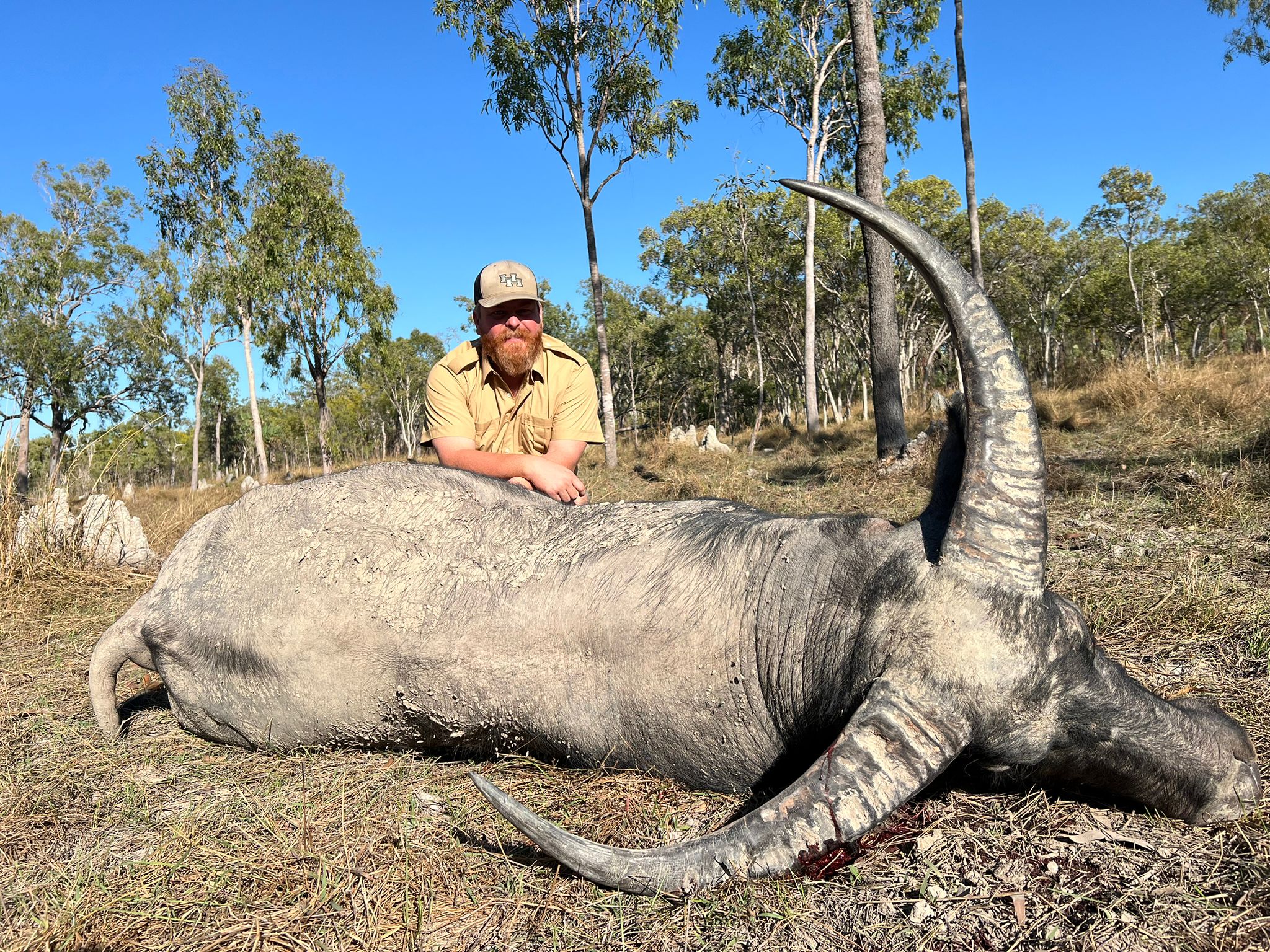 Buffalo