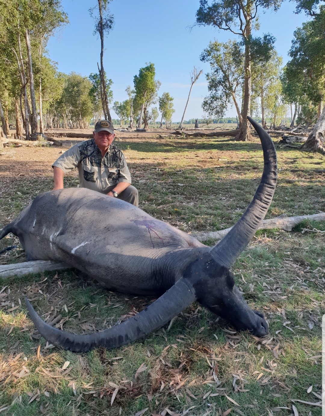 Buffalo
