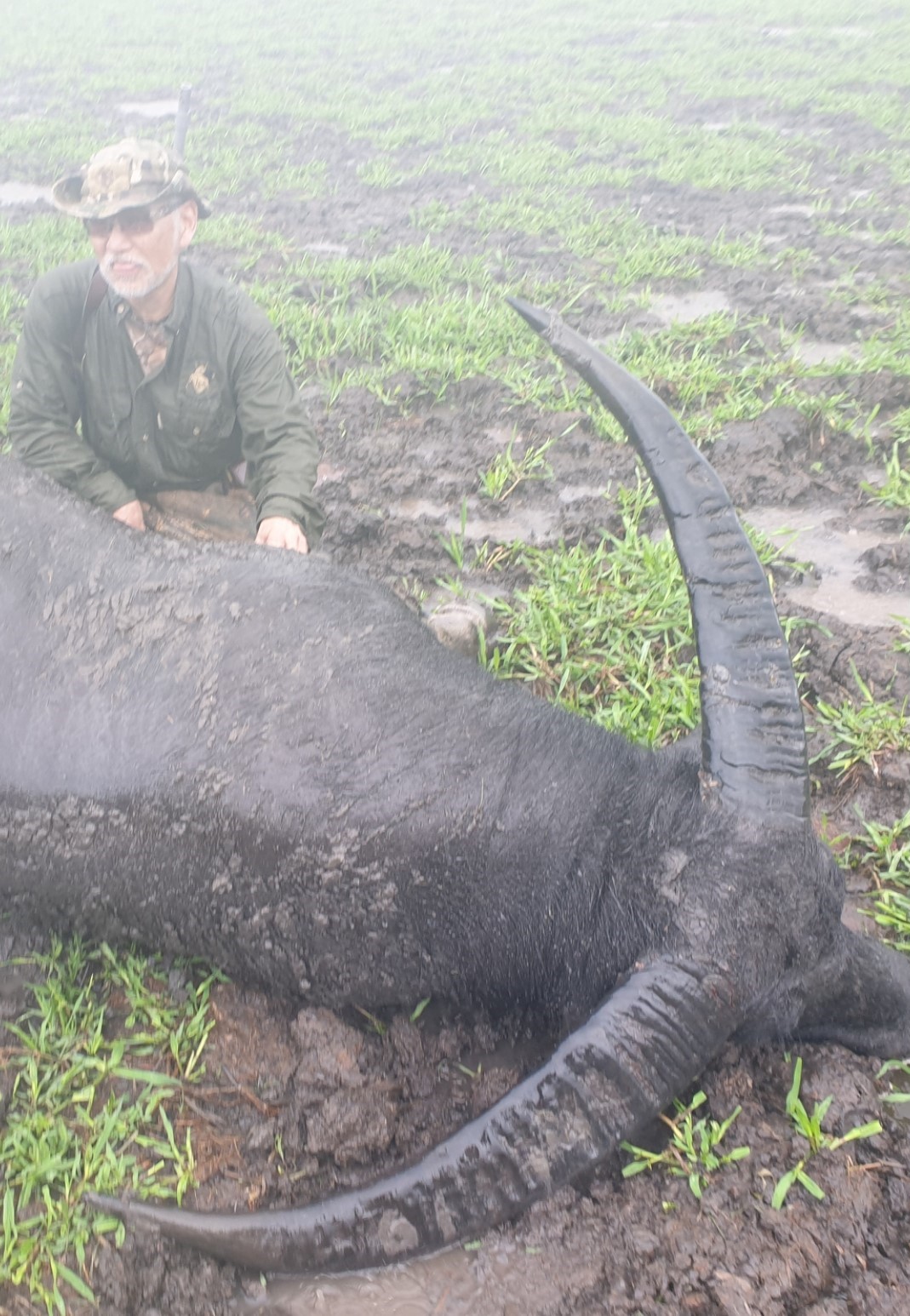 Buffalo