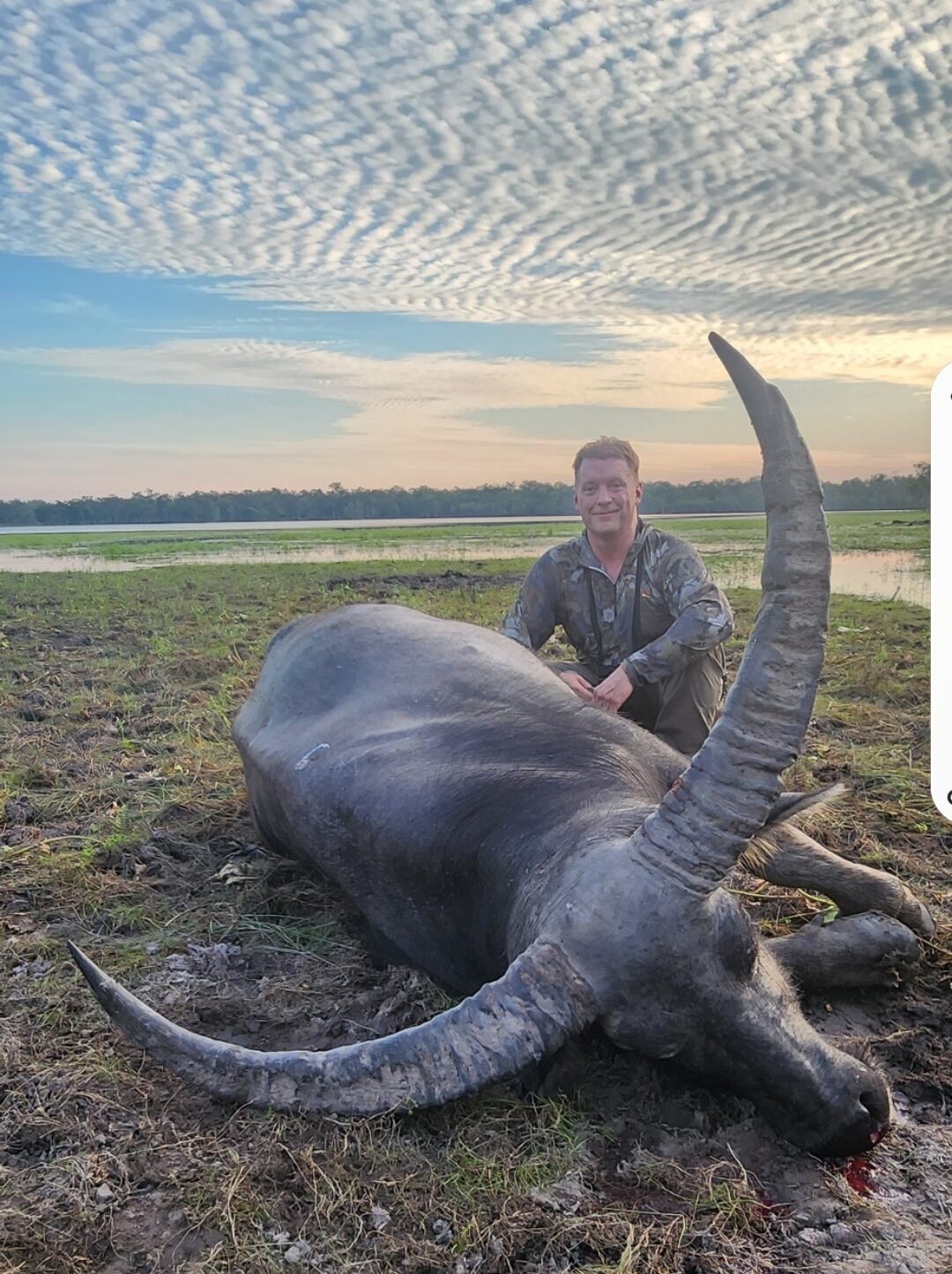 Buffalo