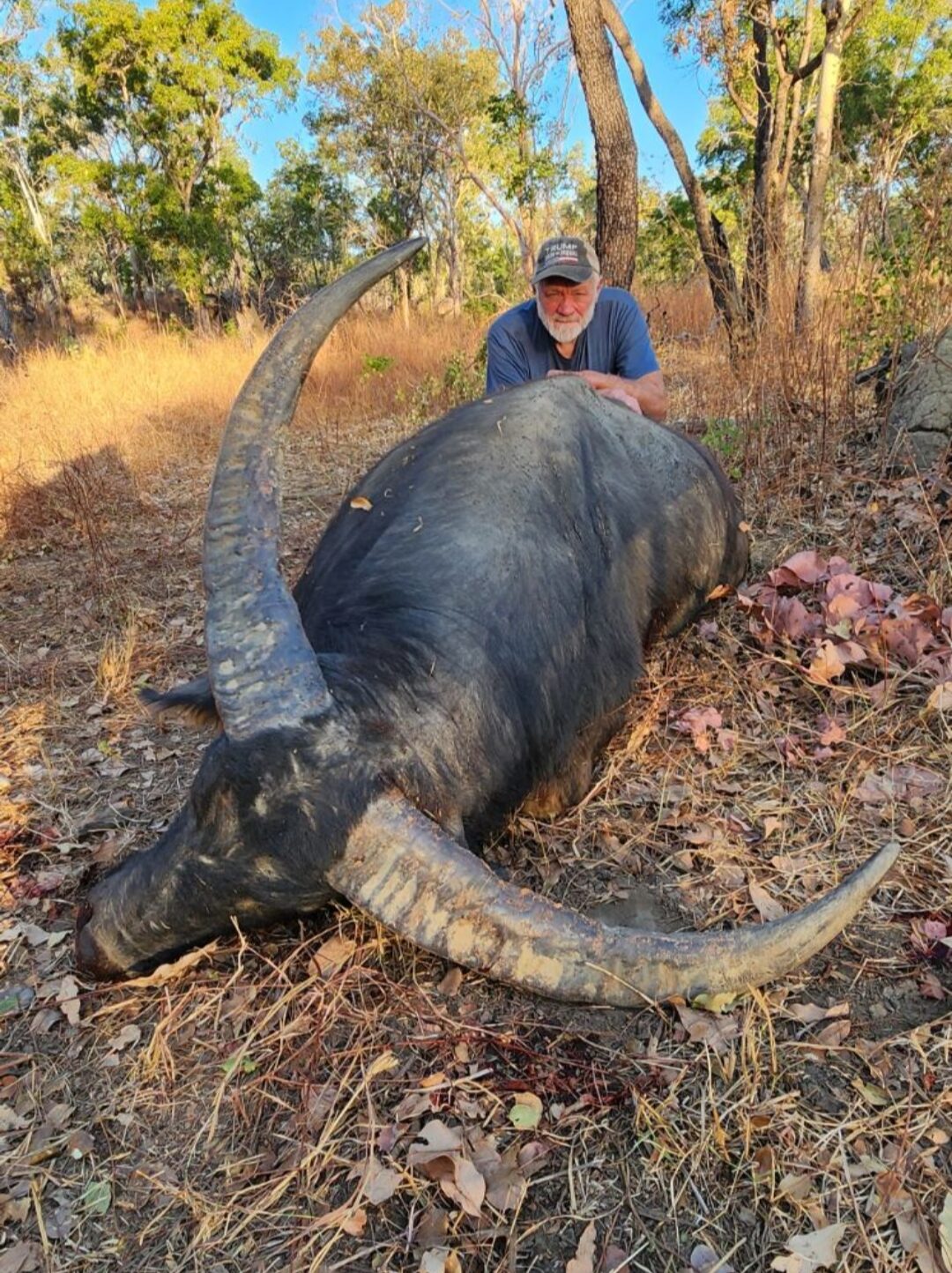 Buffalo