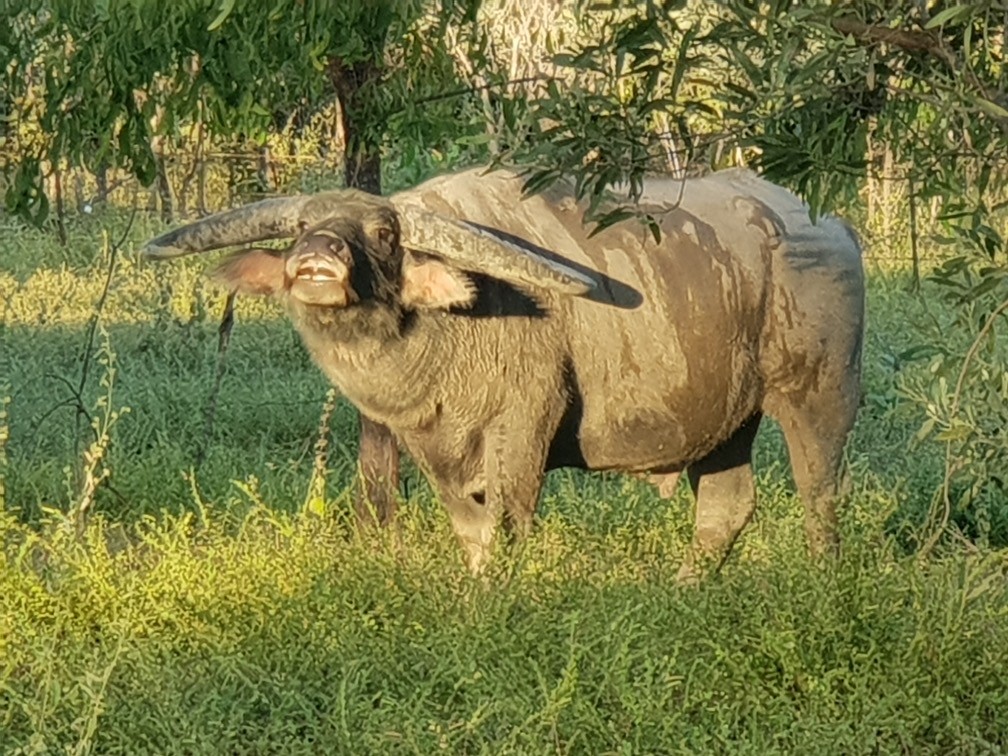 Safaris