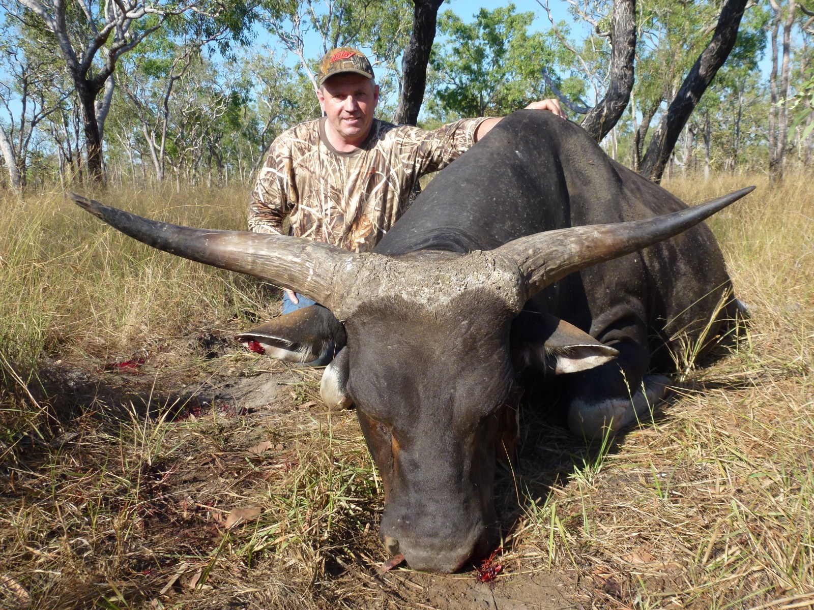 Banteng