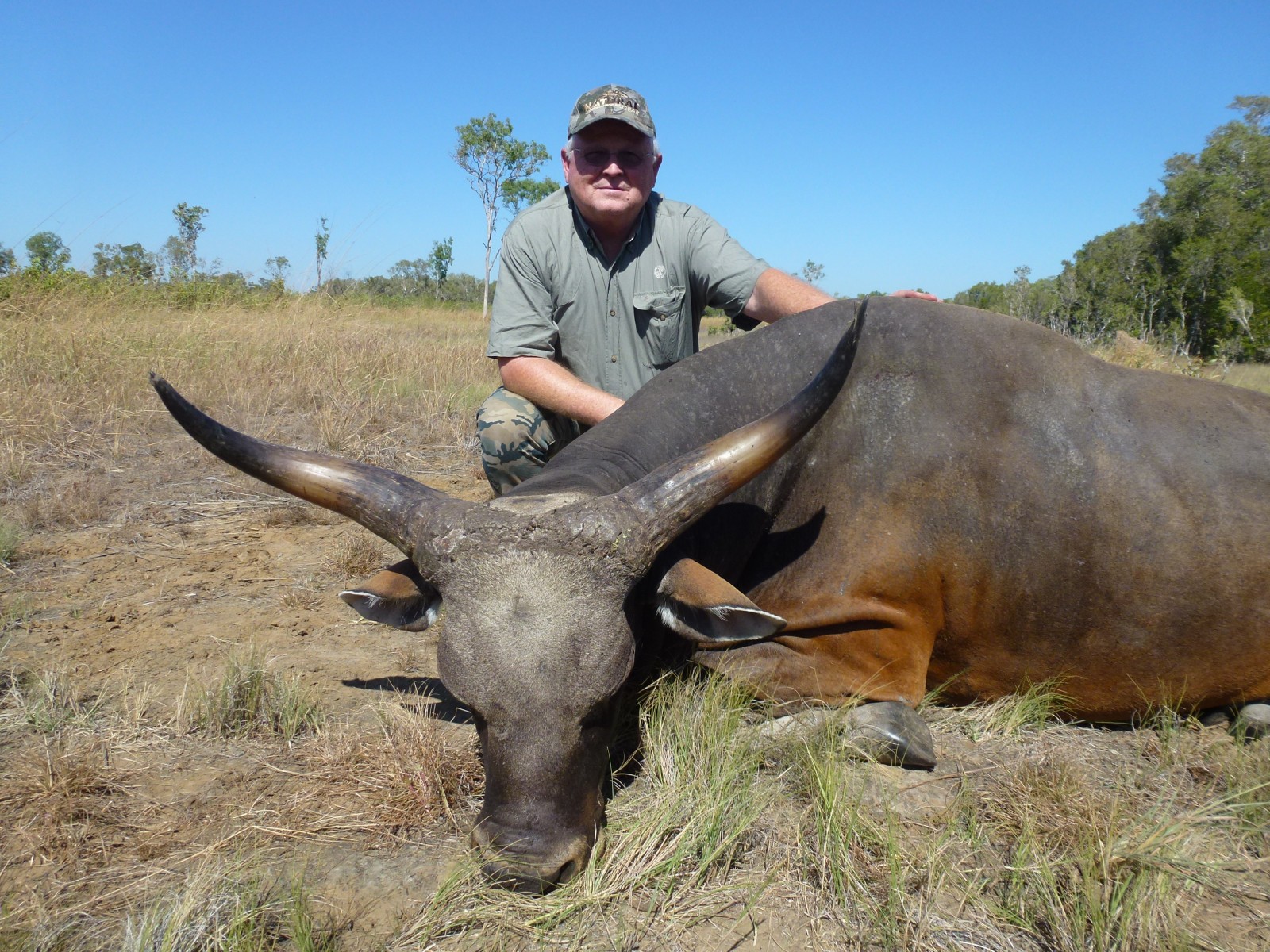 Banteng