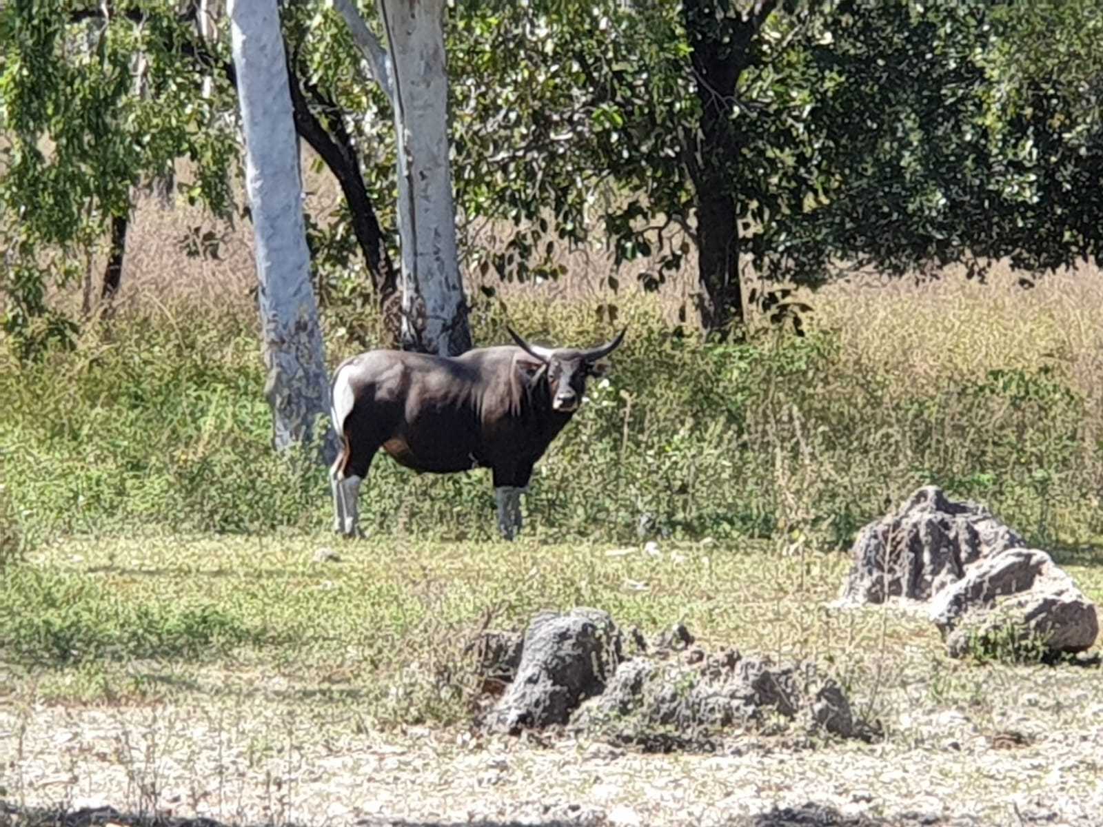 Banteng