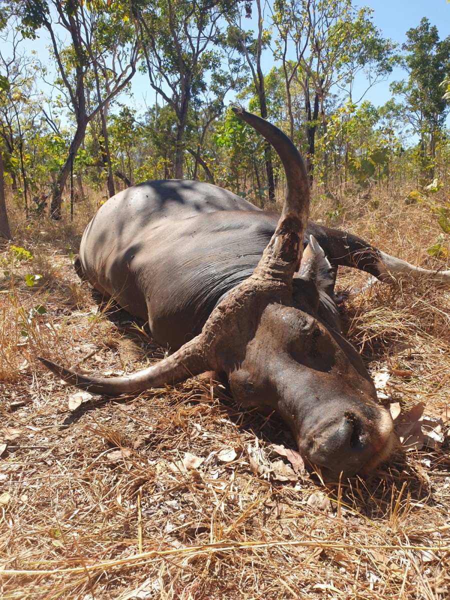 Banteng