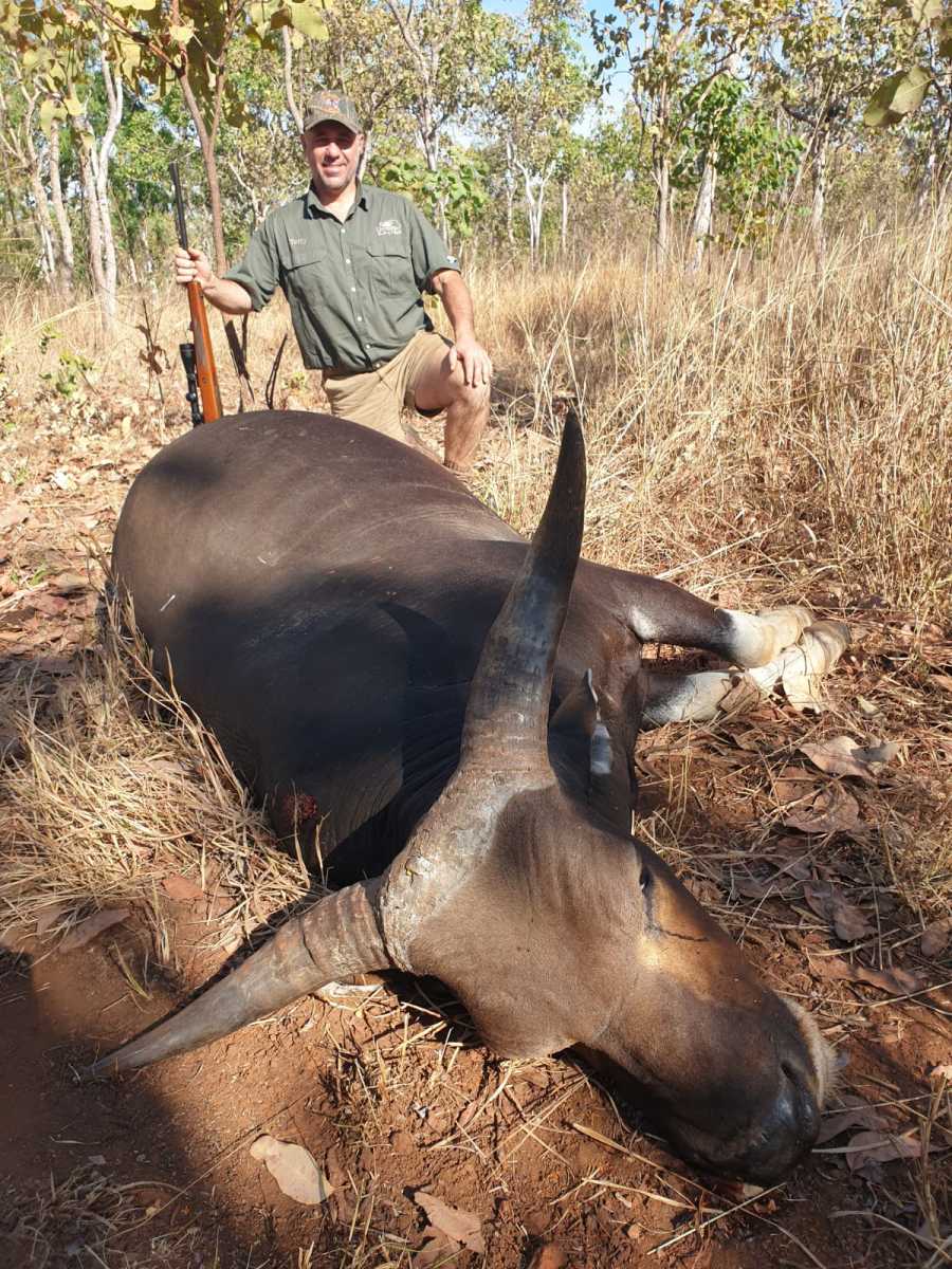 Banteng