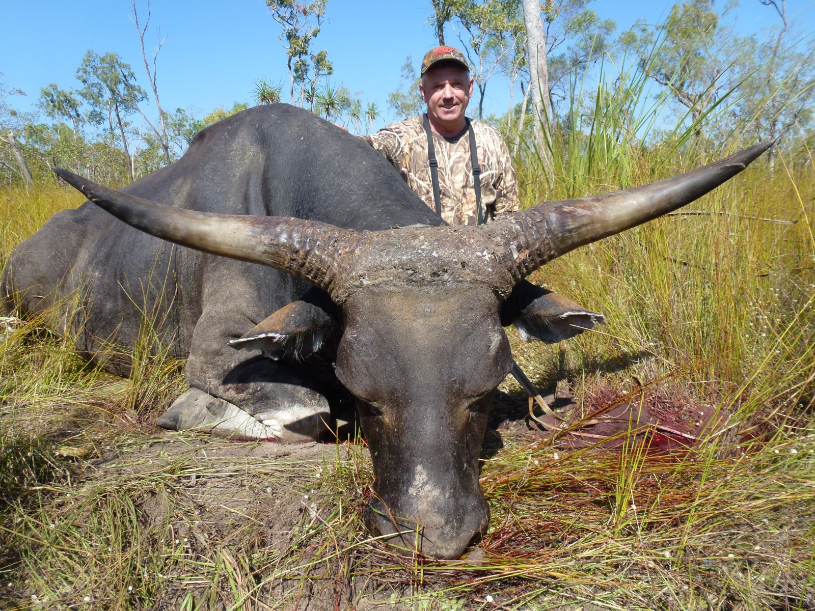 Banteng Safari