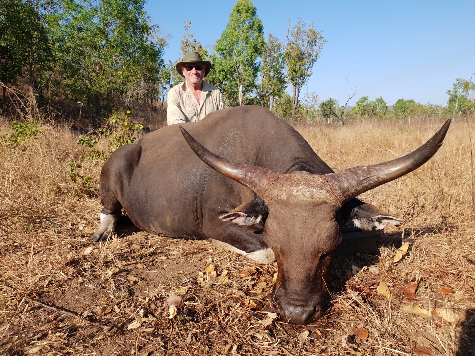 Banteng