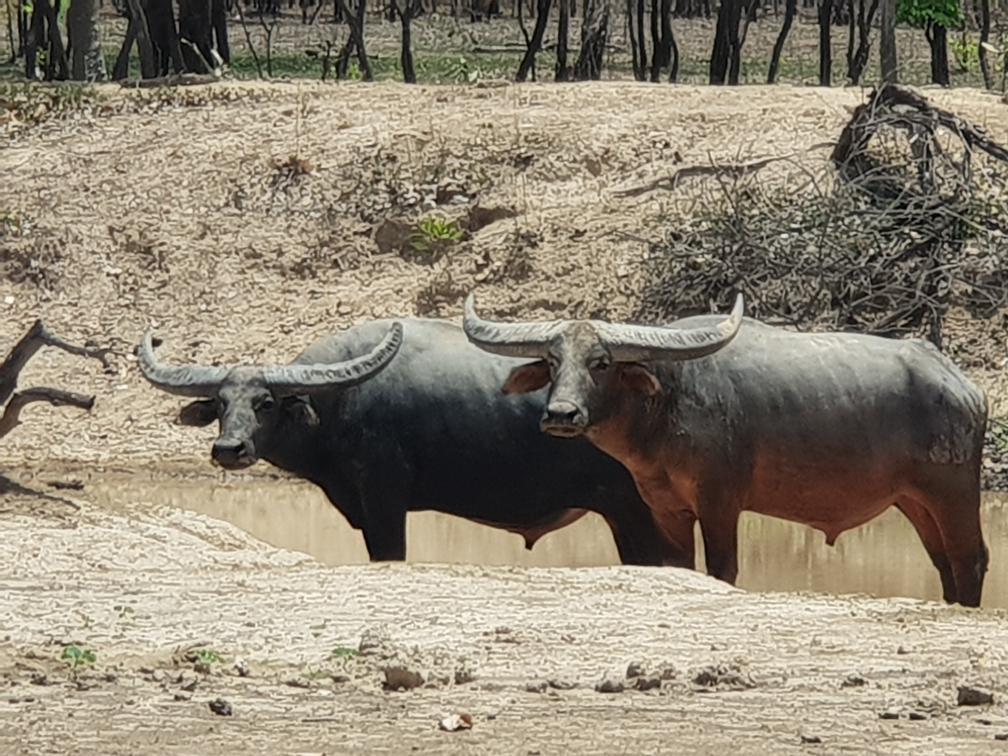 Buffalo
