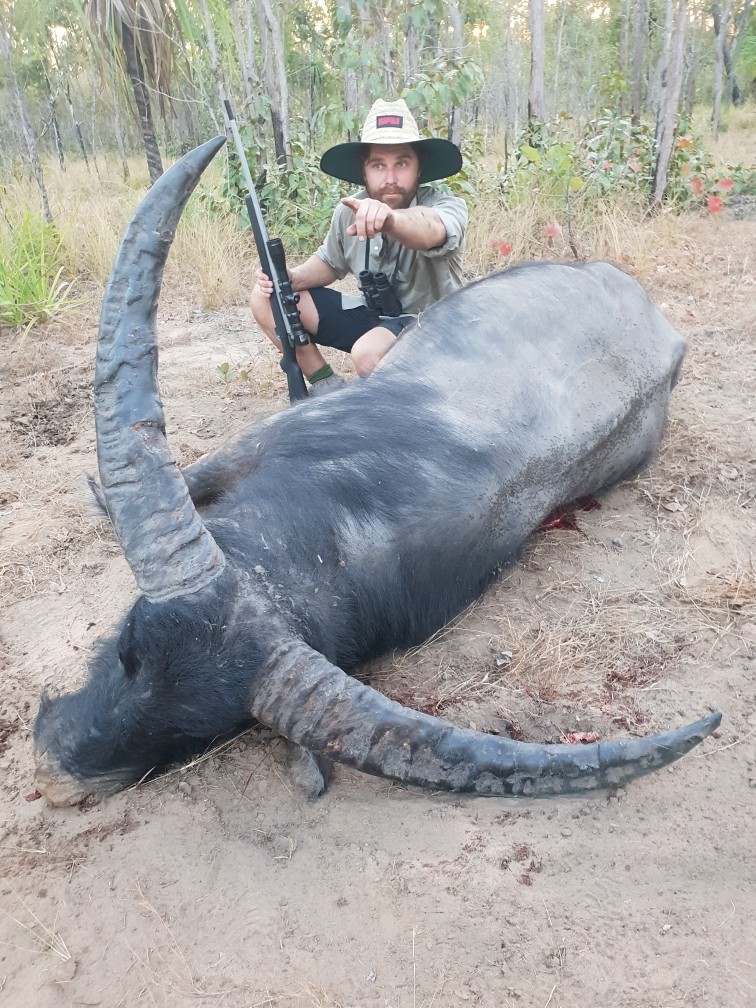Buffalo