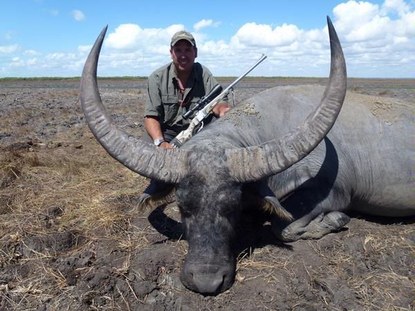 Buffalo