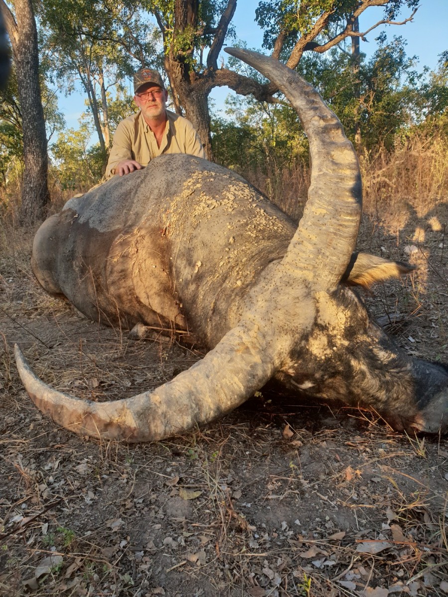 Buffalo
