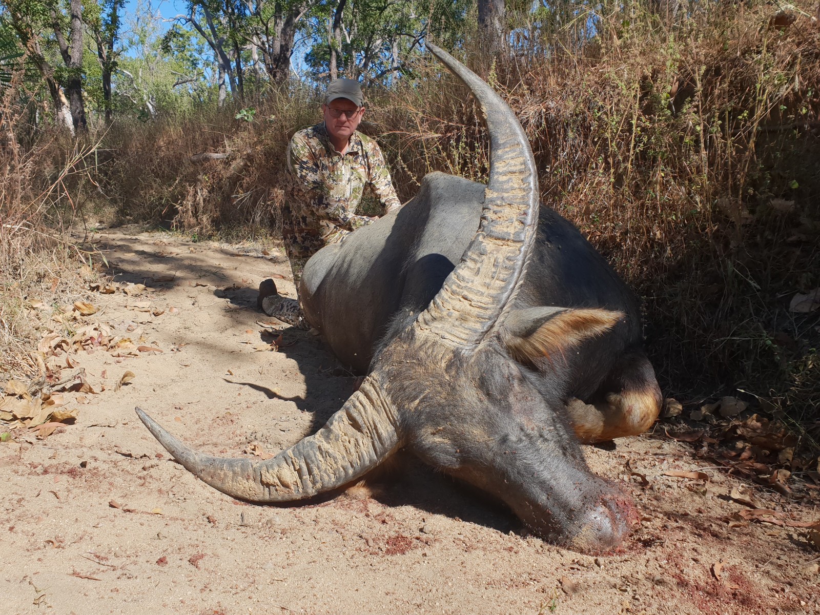 Buffalo