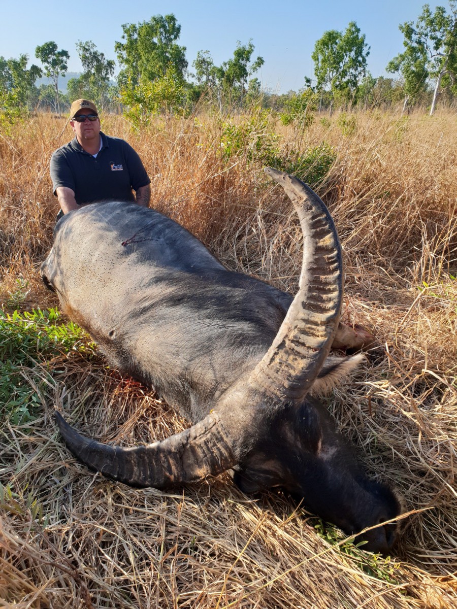 Buffalo